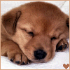 puppy icon cute Pictures, Images and Photos